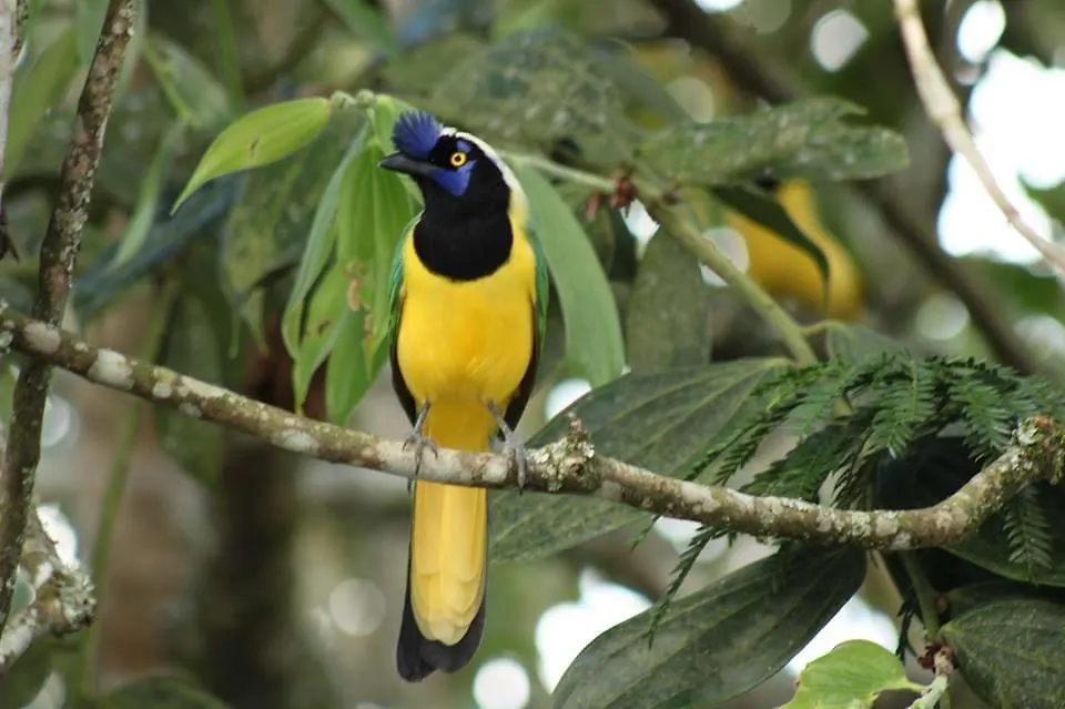 Monte Helicon Ecolodge And Spa Medellin